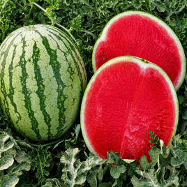 Арбуз Бостон F1 бессемянный