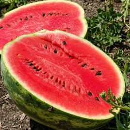 Биант F1 (Эркен F1) семена арбуза тип кр.св. ультрараннего 55 дн. 8-10 кг окр. (Yuksel)