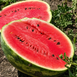 Биант F1 (Эркен F1) семена арбуза тип кр.св. ультрараннего 55 дн. 8-10 кг окр. (Yuksel)