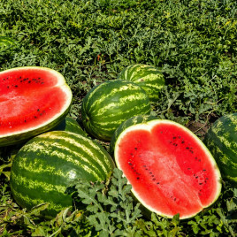 Кавун Арашан F1