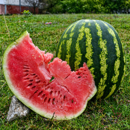 Кавун АУ Продюсер 