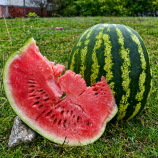 Кавун АУ Продюсер 