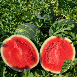 Кавун Лузітана F1