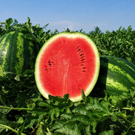 Викинг F1 семена арбуза тип кр.св. среднего 80-85 дн. 8-12 кг окр. (SAIS)