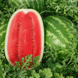 Триумф F1 семена арбуза тип кр.св. среднего 90-95 дн. 11-15 кг удл. (SAIS)