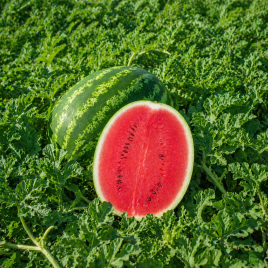 Арбуз Трофи F1