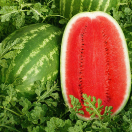 Думара F1 семена арбуза тип Кр.Св. среднего 72-78 дн. 12-16 кг удл. (Nunhems)