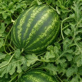 Мисон F1 (Эмир F1) семена арбуза тип кр.св. ультрараннего 60-62 дн. 9-11 кг овал. (Yuksel)