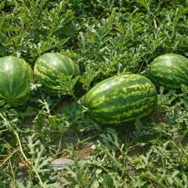 Кримсон Свит семена арбуза (United Genetics)