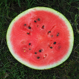 Ледус F1 (#39 F1) семена арбуза тип Кримсон Свит (Lark Seeds)