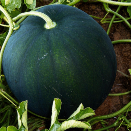 Огонек семена арбуза (Украина)