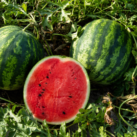 Эрли Джитана F1 семена арбуза тип Крисби (United Genetics)