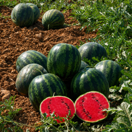 Эсмеральда F1 семена арбуза раннего (United Genetics)