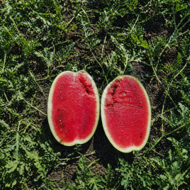 Арбуз Монро (INX 1723) F1