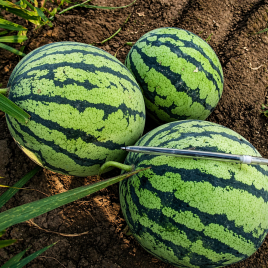 ЛС 1552 F1 (LS 1552 F1) семена арбуза среднего тип Кримсон Свит (Lucky Seed)