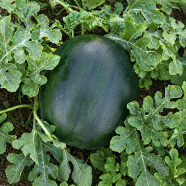 Арбуз CRX 10041 F1 