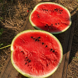 Арбуз Авалон F1