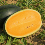 КС 250 F1 (KS 250 F1) семена арбуза тип кр.св. 2,5-4 кг овал. оранж. (Kitano Seeds)