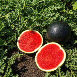 Арбуз Стайл F1 