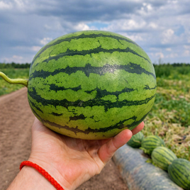 Преміум F1 насіння кавуна тип кр.св. раннього 2,5-3,5 кг овал. (Nunhems)