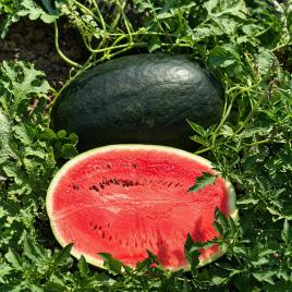 Кавун ЦРХ 10510 F1