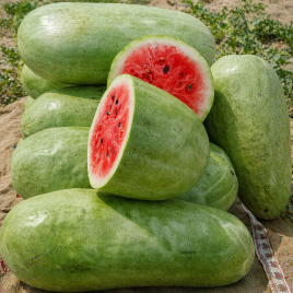 Арбуз Чарльстон Грей 
