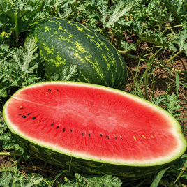 Кавун Турбо 840 F1 