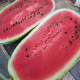 Бинго F1 семена арбуза тип кр.св. раннего 68-70 дн. 10-15 кг удл. (Lark Seeds)
