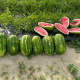 Бинго F1 семена арбуза тип кр.св. раннего 68-70 дн. 10-15 кг удл. (Lark Seeds)