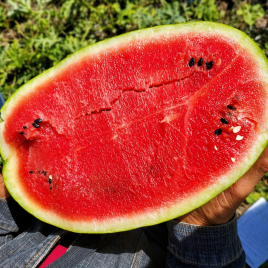 Бинго F1 семена арбуза тип кр.св. раннего 68-70 дн. 10-15 кг удл. (Lark Seeds)