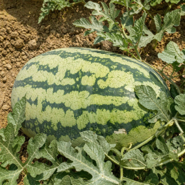 Драгон F1 семена арбуза тип Тайгер среднераннего 70-75 дн. 11-13 кг овал. (LibraSeeds)