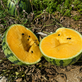 Сантіз F1 насіння кавуна тип Тайгер раннього 55-60 дн. 3-5 кг окр. жовт. (LibraSeeds)