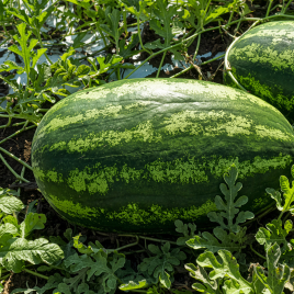 Илювиум F1 семена арбуза тип кр.св. среднераннего 70-75 дн. 11-13 кг овал. (LibraSeeds)