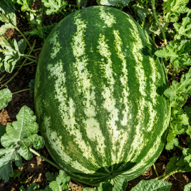 Квантум F1 семена арбуза тип кр.св. среднераннего 70-75 дн. 13-16 кг овал. (LibraSeeds)