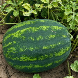 Люмен F1 семена арбуза бессемянного тип кр.св. раннего 62-68 дн. 5-7 кг овал. (LibraSeeds)