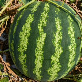 Янкі F1 насіння кавуна тип кр.св. раннього 55-58 дн. 5-7 кг окр. (LibraSeeds)