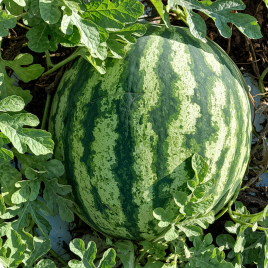 Флорида F1 семена арбуза тип кр.св. среднераннего 68-72 дн. 10-12 кг окр. (LibraSeeds)