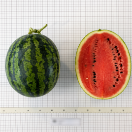 Гуд Саммер F1 семена арбуза тип кр.св. раннего 70 дн. 8-10 кг овал. (Asia Seed)