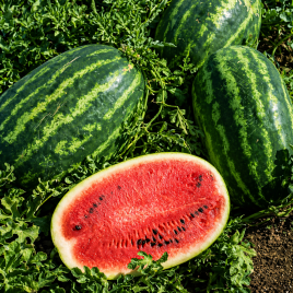 Хала F1 семена арбуза тип кр.св. среднераннего 65-70 дн.12-16 кг овал. (Solare Sementi)