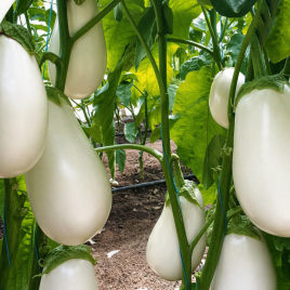 Баклажан Албано F1 (CRX 50187 F1) 