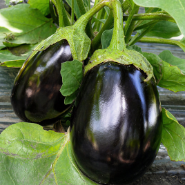 Баклажан Чемодан F1 