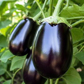 Черный красавец семена баклажана (Semenaoptom)