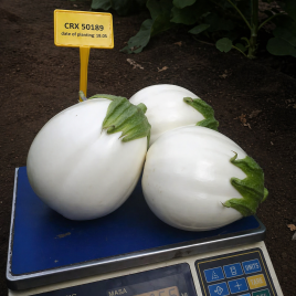 Баклажан ЦРХ 50189 F1 (CRX 50189 F1)