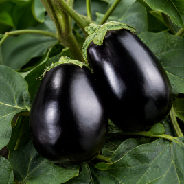 Беллеса Нера семена баклажана (Hortus)