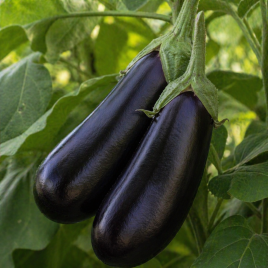 Нистру F1 семена баклажана среднего 100-110 дн. 180 гр. удл.-цил. (Элитный ряд)