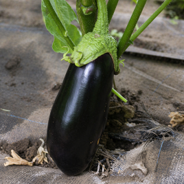 Алмаз семена баклажана (Semenaoptom)