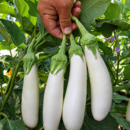 Моби Дик F1 семена баклажана тип Алмаз раннего 65-70 дн. 300 гр. 20-22 см овал.-цил. белого (LibraSeeds)