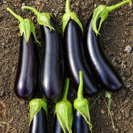  Баклажан Дестан F1