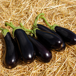 Фабина F1 семена баклажана (Clause)