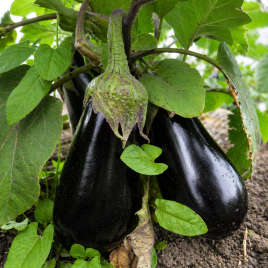 Везир F1 семена баклажана (Yuksel)
